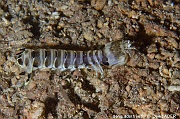 Lysiosquillina maculata Squille tigre-Bangka Delphine point-17m-20241001nuit-da-DSC_2062_tn